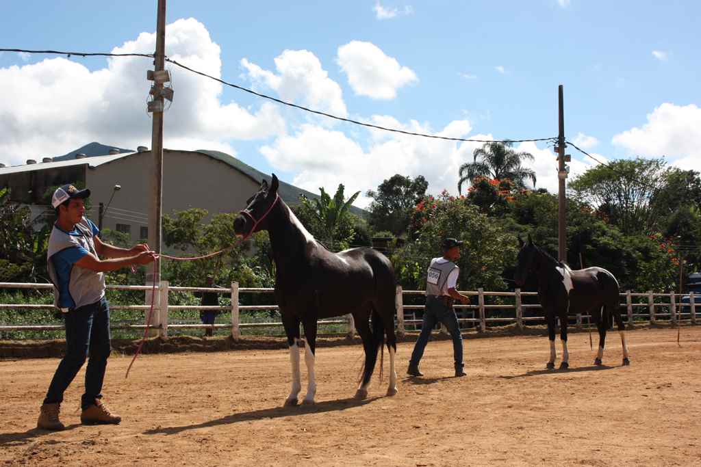 Campeonatos Cavalos 4