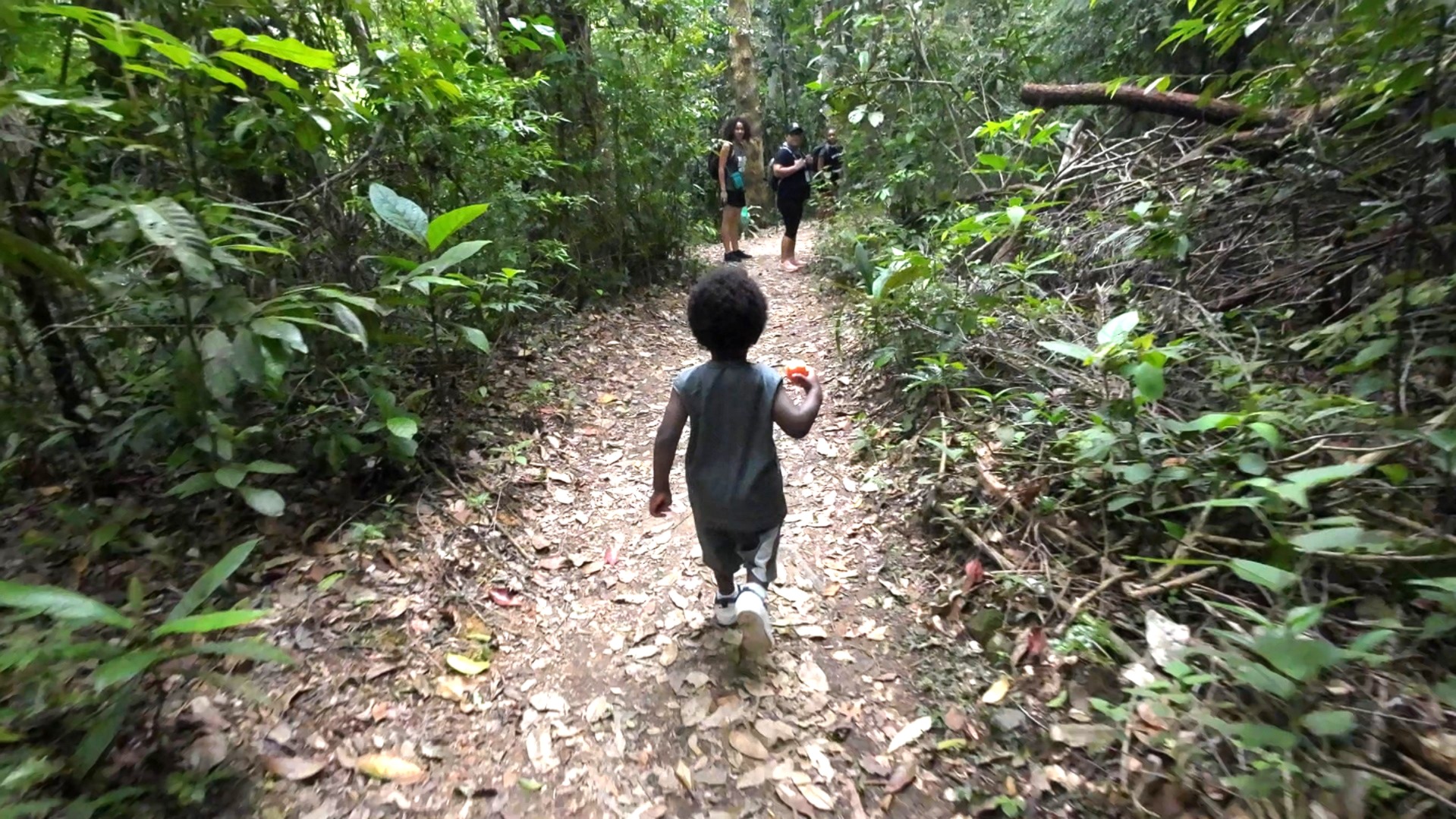 floresta encantada destinosdorio fotocapa