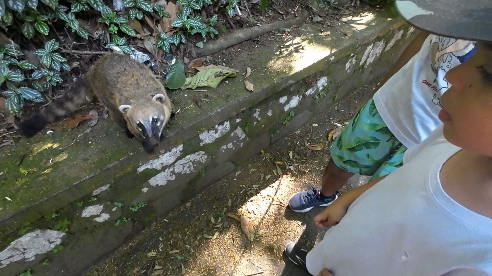 floresta encantada destinosdorio quati com criança