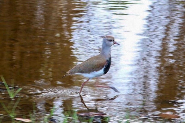 Mais de 30 espécies de aves foram registradas no Bosque da Barra no sábado