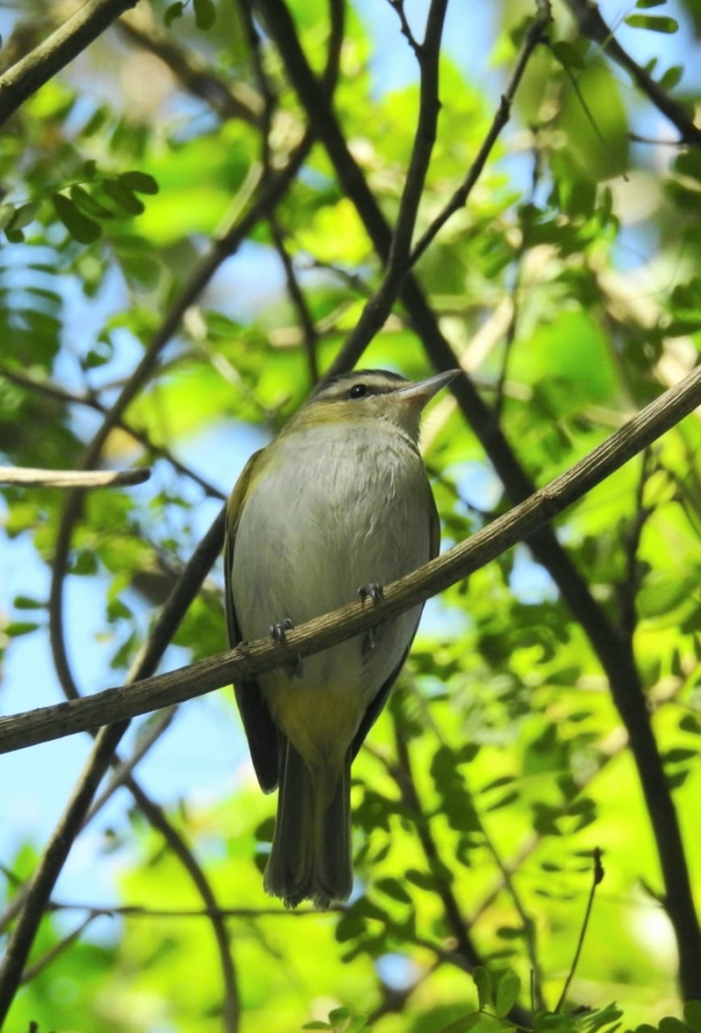Mais de 40 espécies de aves foram registradas no Parque Natural Municipal Morro Dois Irmãos neste fim de semana