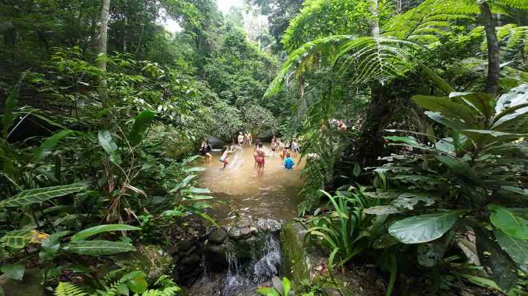 Projeto Floresta Encantada &mdash; uma jornada de reconex&atilde;o com a vida real no cora&ccedil;&atilde;o da maior floresta urbana do planeta.