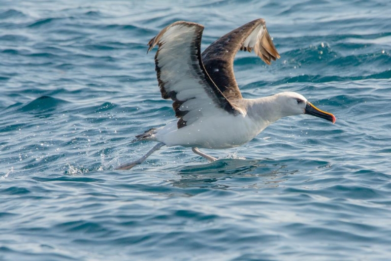 Mar de albatrozes: cerca de 300 aves são avistadas em frente ao Rio de Janeiro