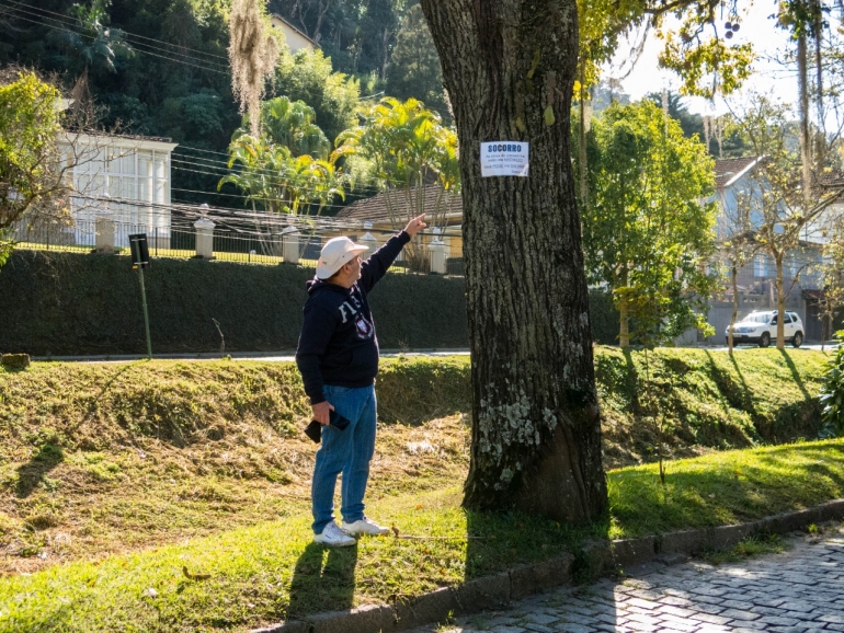 Vereador pede criação de protocolo de cuidados com as árvores da cidade de Petrópolis