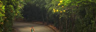 Paineiras &#039;O Calçadão&#039; da Floresta da Tijuca.