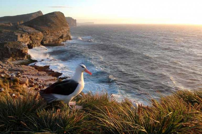 Projeto Albatroz: Descubra onde e como avistar albatrozes e petréis no litoral brasileiro